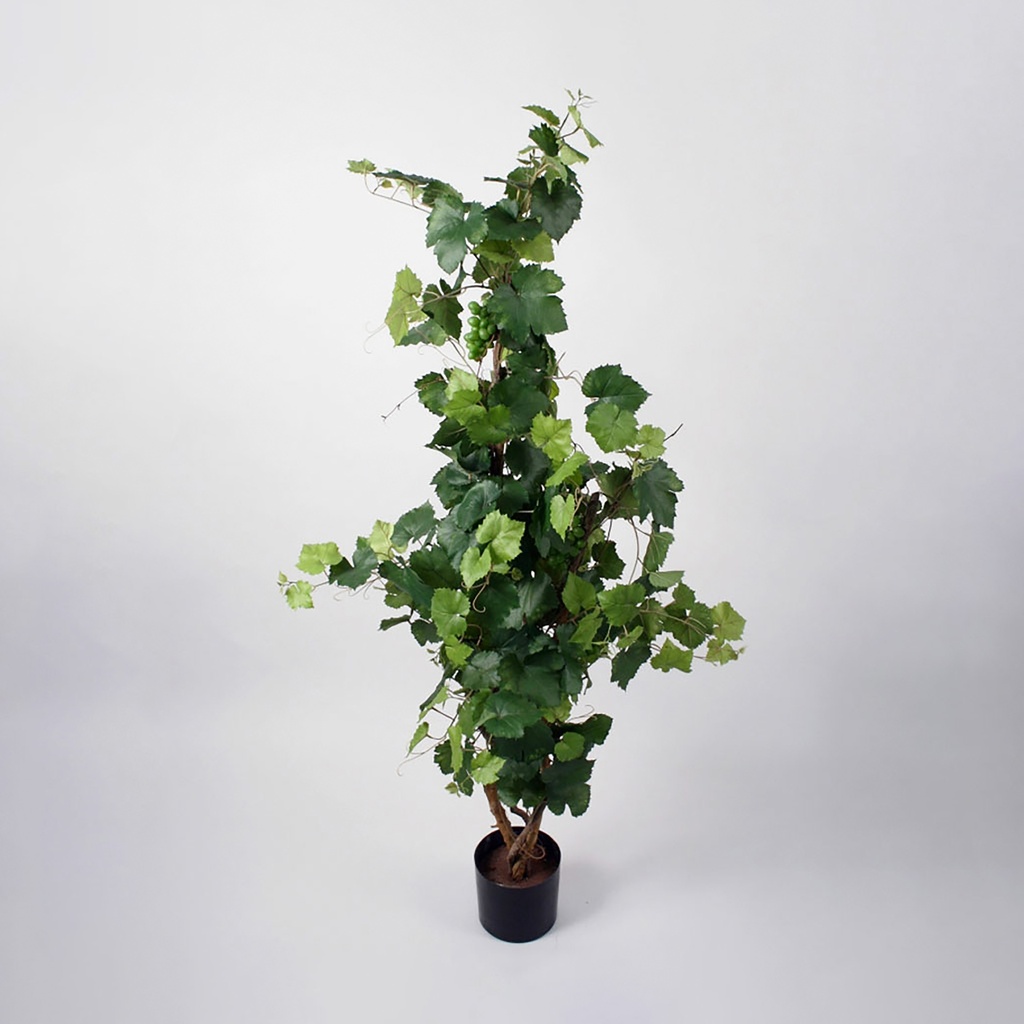 grape ivy 