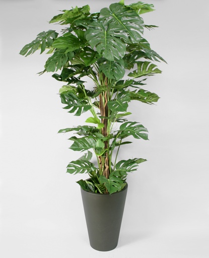 Monstera Deliciosa tropical 