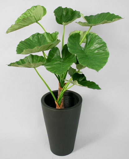 alocasia calidora 
