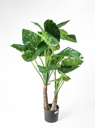[1109-120] alocasia calidora 