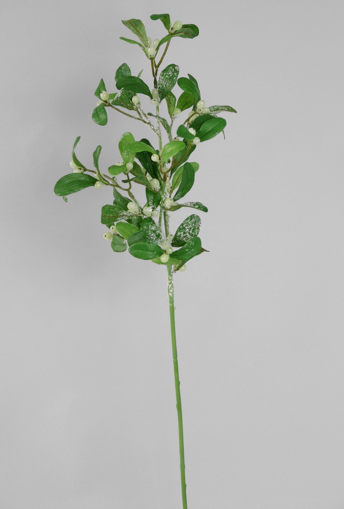 mistletoe 