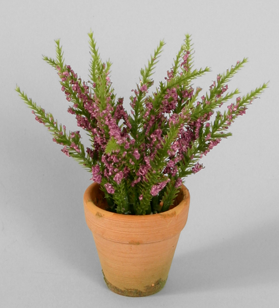 erica in pot 