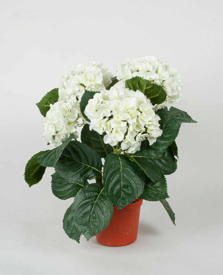 Hydrangea