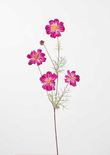 [6517] cosmos spray 