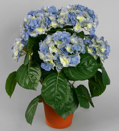 Hydrangea