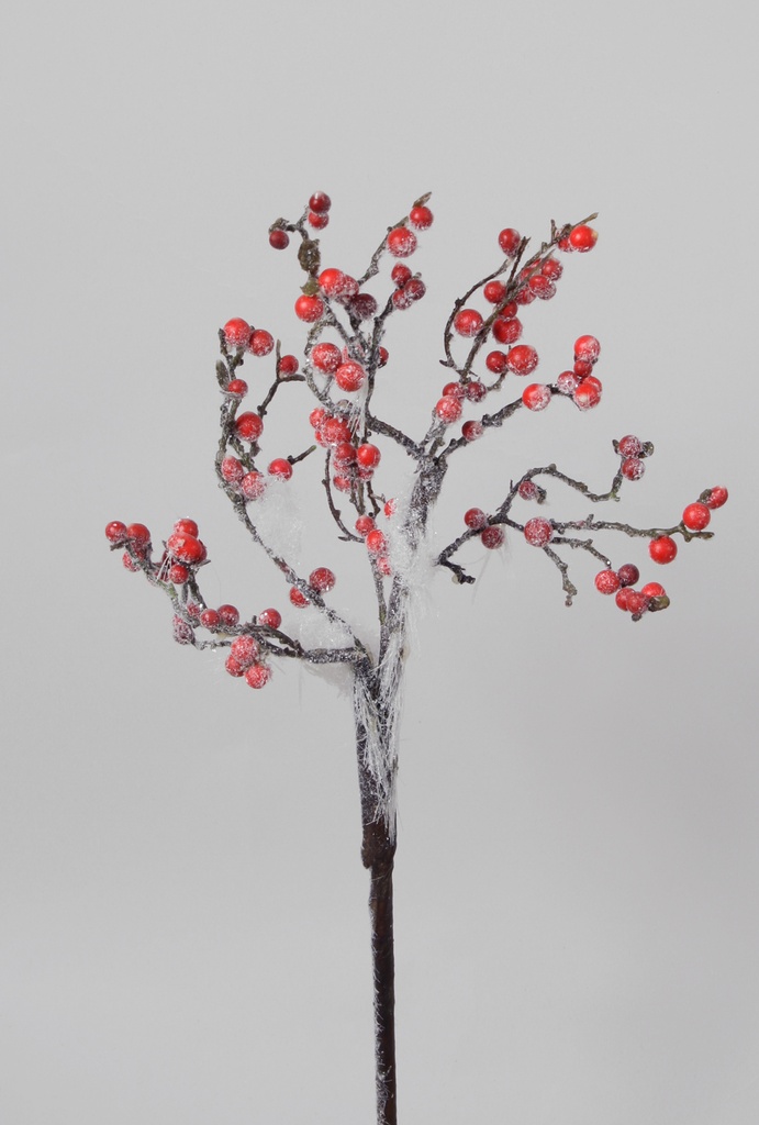 Ilex berry pick with snow 