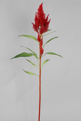 [6120] celosia spray 