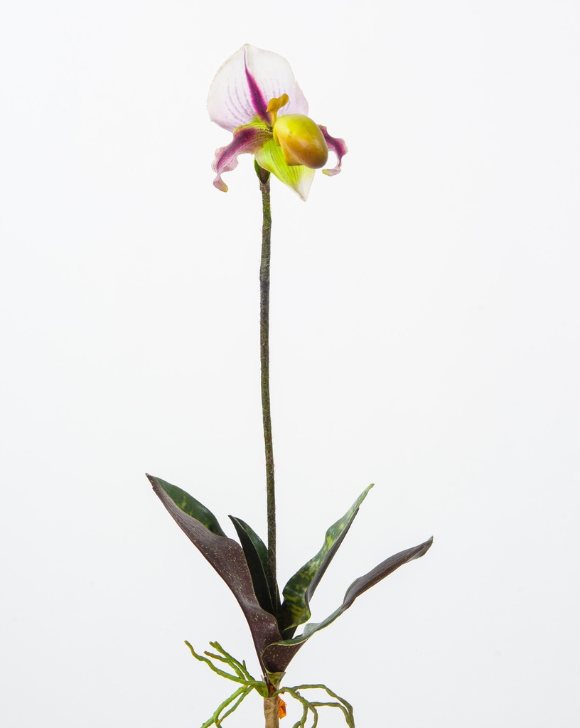 lady slipper 