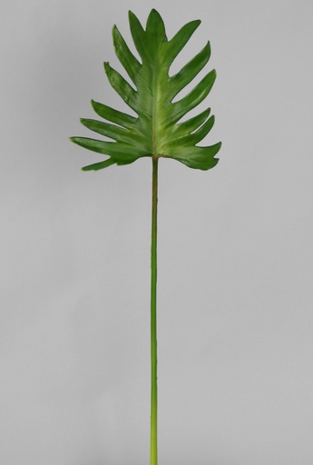 [6129] philodendron leaf 