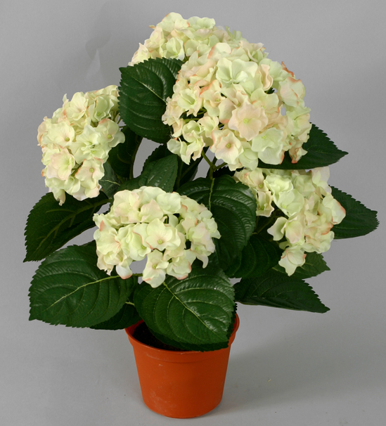 Hydrangea
