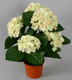 [153-1-37] Hydrangea (Alternative 4)