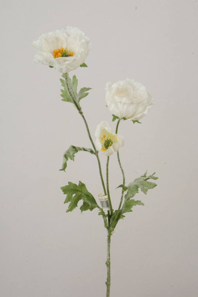 Poppy cream 