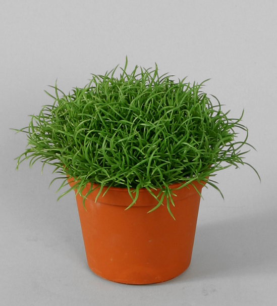 hair bush 