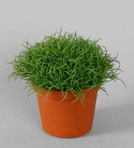 hair bush 