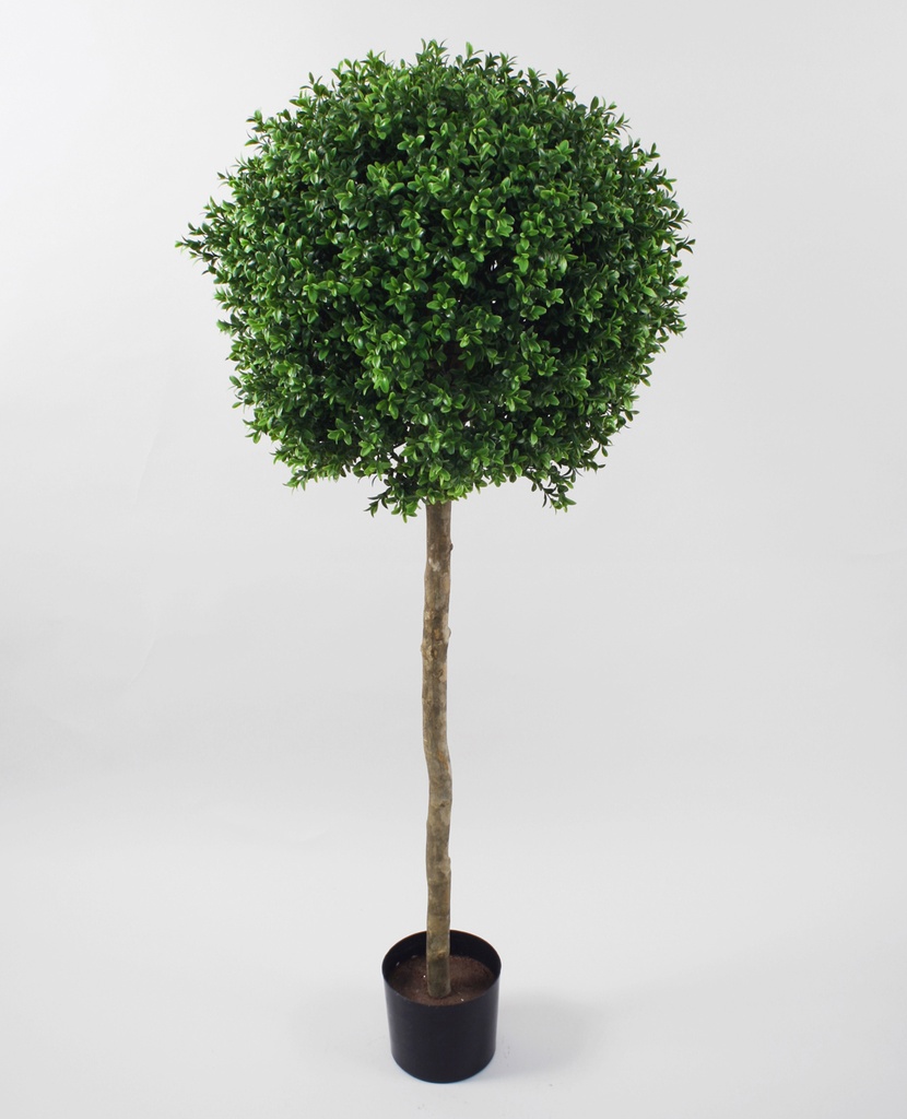 boxwood ball tree 