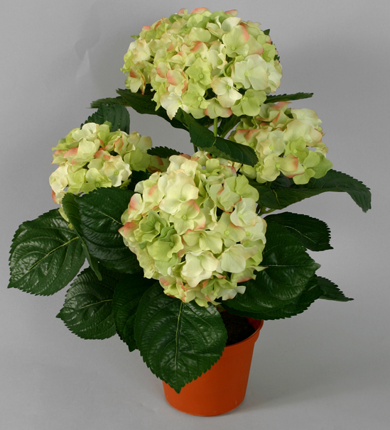 Hydrangea