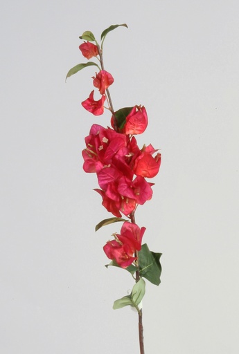 [6602] Bougainvillea spray cerise 