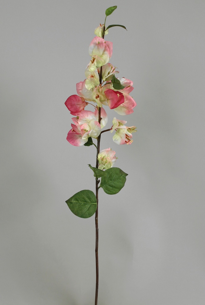 bougainvillea spray cream pink 