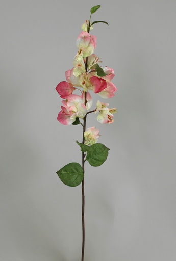[6603] bougainvillea spray cream pink 