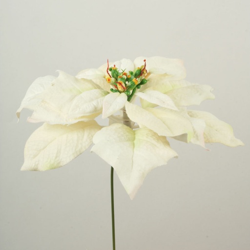 [701d] poinsettia cream 