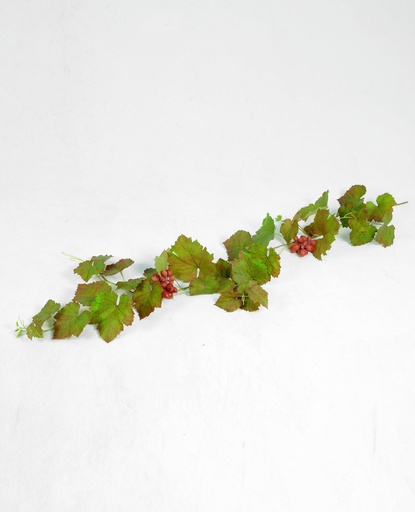 [5848] grape vine 