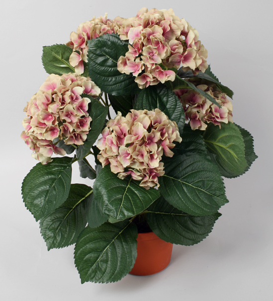 Hydrangea
