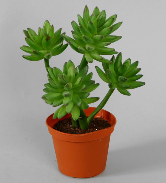 echeveria 