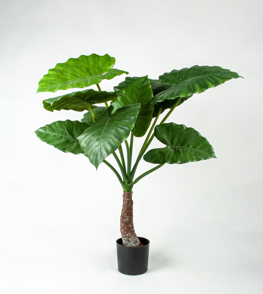 alocasia calidora 