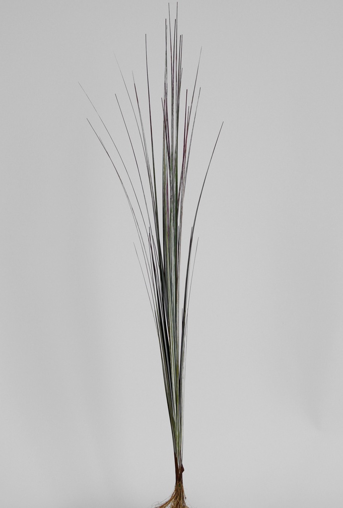 grass 