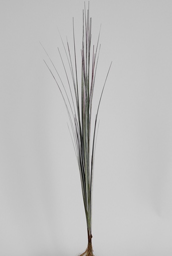 [6109] grass 