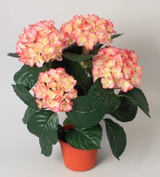 [153-1-22] Hydrangea (Alternative 7)