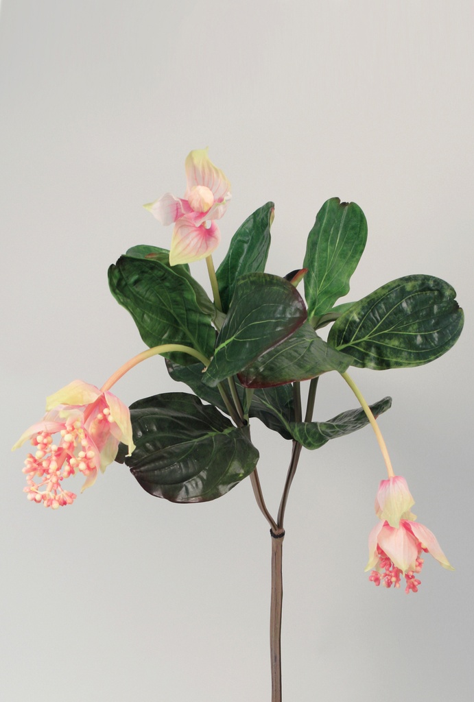 medinilla magnifica 