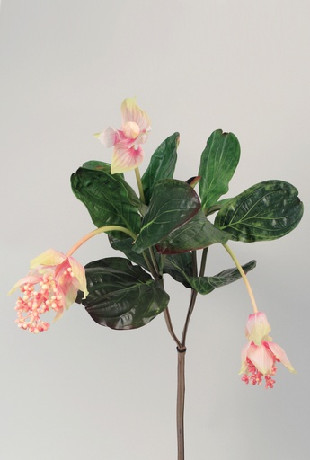 medinilla magnifica 