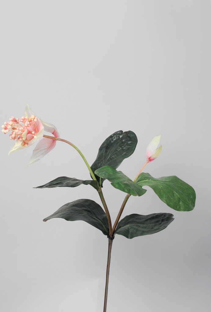 medinilla magnifica 