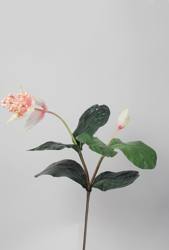 [6681] medinilla magnifica 