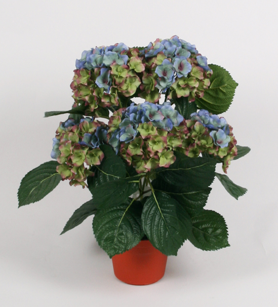 Hydrangea