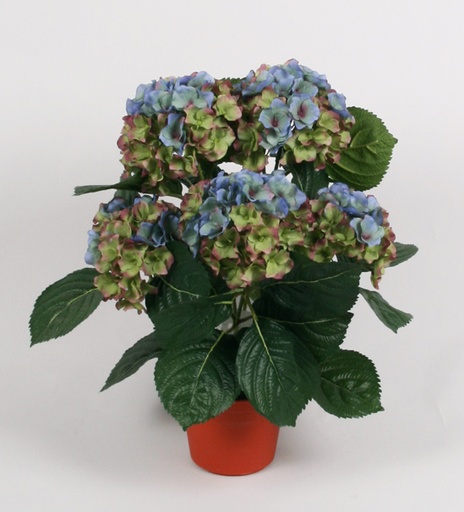 Hydrangea