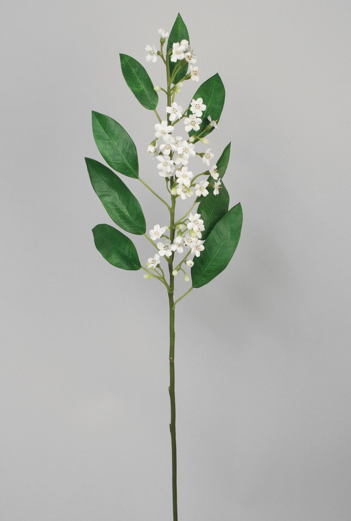 euphorbia 