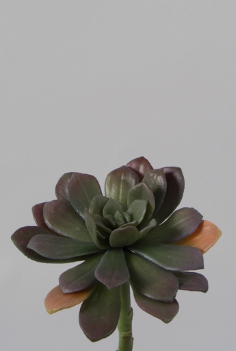[9307-1] echeveria 