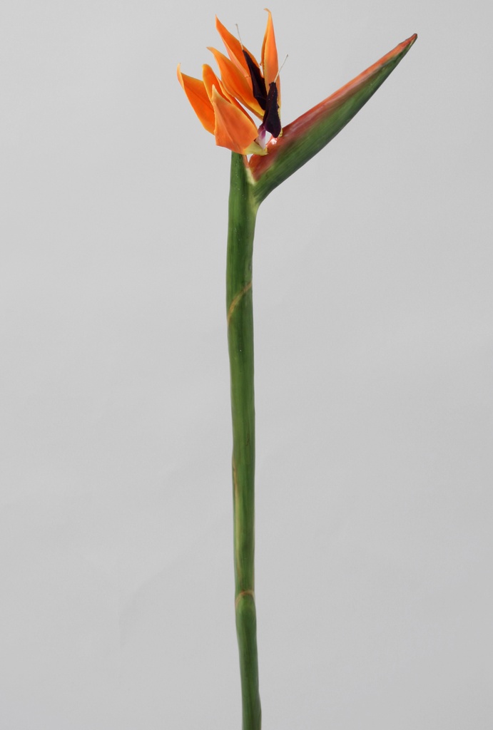 strelitzia 
