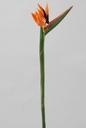 strelitzia 