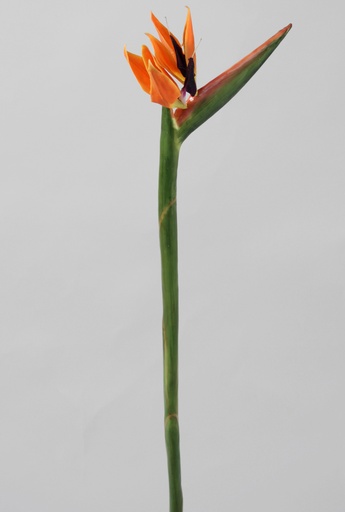 strelitzia 