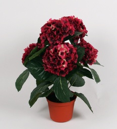 [153-1-51] Hydrangea (Alternative 9)