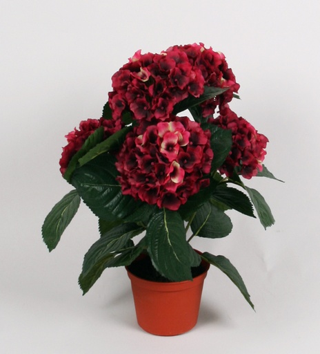 Hydrangea