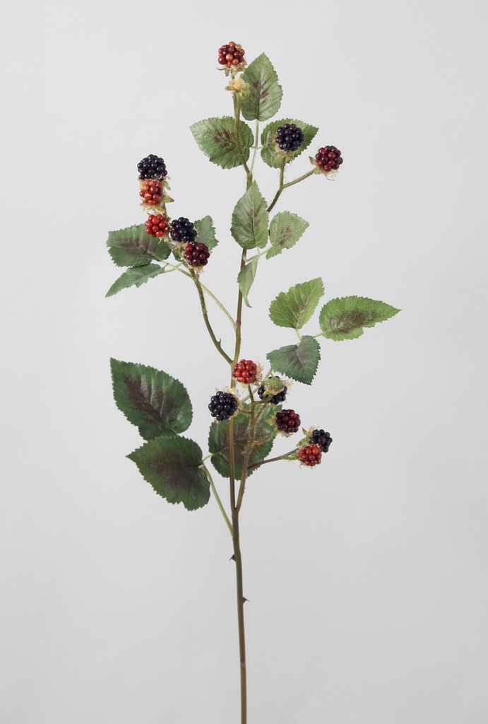 blackberry 