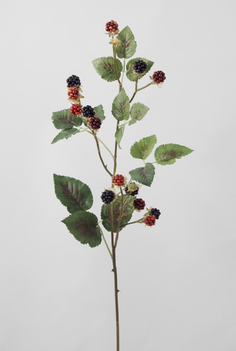 [6706] blackberry 