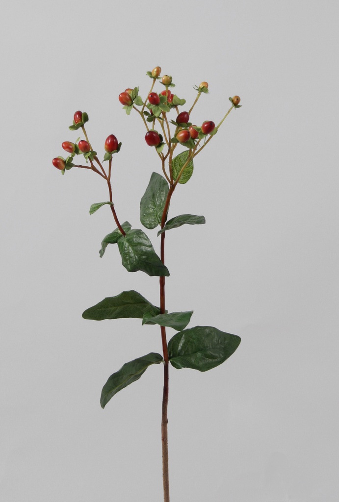 hypericum 