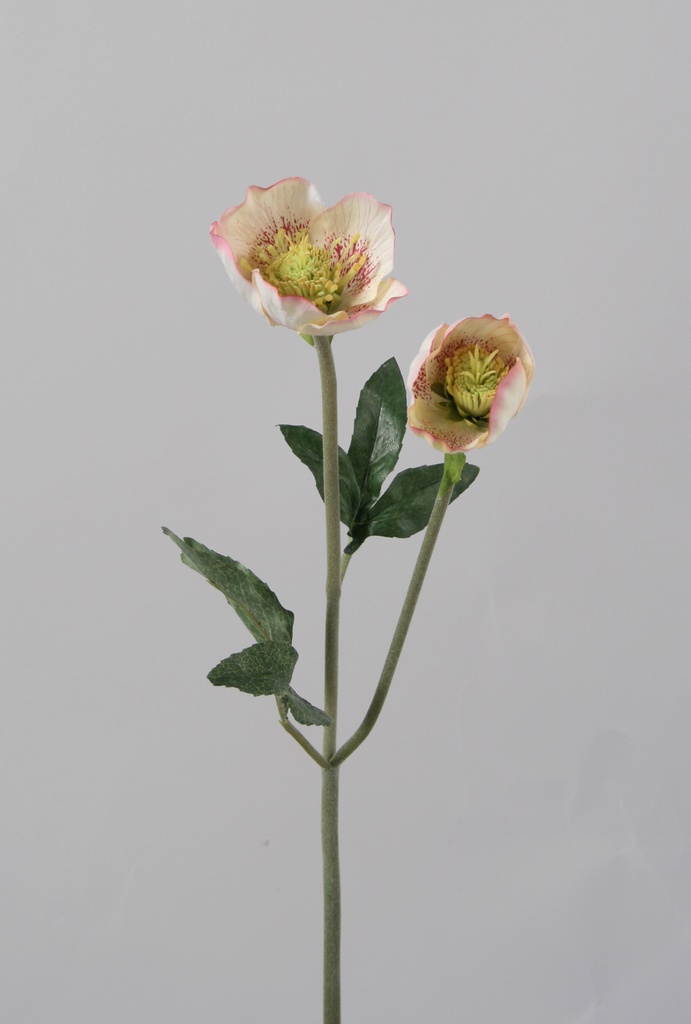 Christmas rose pink 