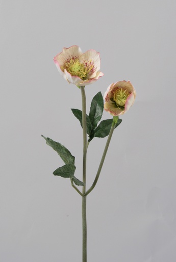 [6716] Christmas rose pink 