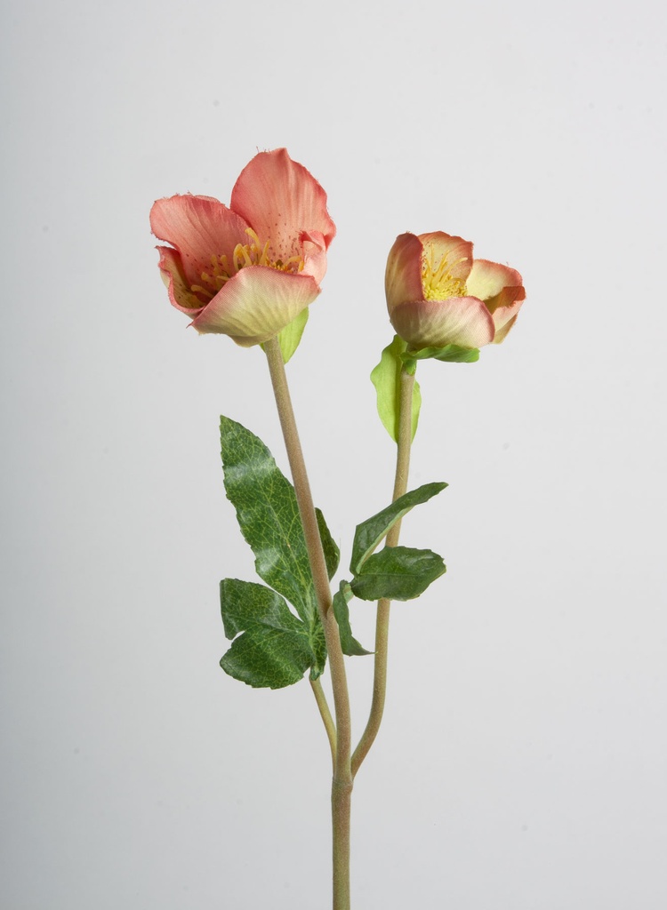 Christmas rose strong pink 